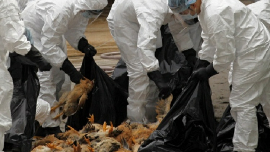 Avian Influenza in Balkan